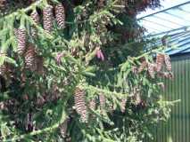 DSCN2269