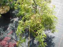 DSCN2274